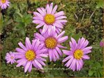Aster amellus 'Rosa Erf&uuml;llung' | Bergaster, Aster | Bergaster