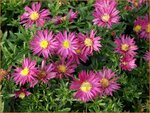 Aster 'Bahamas' | Aster | Aster