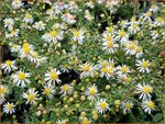 Aster ericoides 'Golden Spray' | Heideaster, Aster | Heide-Aster