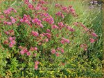 Aster novae-angliae 'Andenken an Alma P&ouml;tschke' | Nieuw-Engelse aster, Herfstaster, Aster | Raublatt-Aster