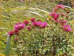 Aster novae-angliae 'Andenken an Alma P&ouml;tschke' | Nieuw-Engelse aster, Herfstaster, Aster | Raublatt-Aster