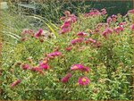 Aster novae-angliae 'Andenken an Alma P&ouml;tschke' | Nieuw-Engelse aster, Herfstaster, Aster | Raublatt-Aster