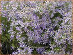 Aster sedifolius 'Nanus' | Aster | &Ouml;dland-Aster