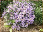 Aster sedifolius 'Nanus' | Aster | &Ouml;dland-Aster
