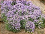 Aster sedifolius 'Nanus' | Aster | &Ouml;dland-Aster