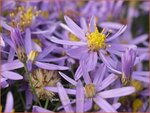 Aster sedifolius 'Nanus' | Aster | &Ouml;dland-Aster
