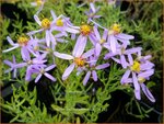Aster sedifolius 'Nanus' | Aster | &Ouml;dland-Aster