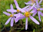 Aster sedifolius 'Nanus' | Aster | &Ouml;dland-Aster