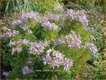 Aster sedifolius 'Nanus' | Aster | &Ouml;dland-Aster