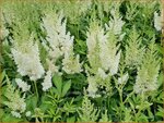 Astilbe 'Wei&szlig;e Gloria' | Pluimspirea, Spirea | Prachtspiere