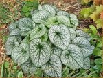 Brunnera macrophylla 'Alexander's Great' | Kaukasische vergeet-mij-nietje, Vast vergeet-mij-nietje | Kauka