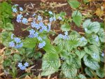 Brunnera macrophylla 'Alexander's Great' | Kaukasische vergeet-mij-nietje, Vast vergeet-mij-nietje | Kauka