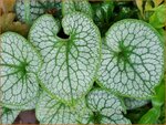 Brunnera macrophylla 'Alexander's Great' | Kaukasische vergeet-mij-nietje, Vast vergeet-mij-nietje | Kauka