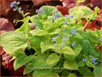 Brunnera macrophylla 'Diane's Gold' | Kaukasische vergeet-mij-nietje, Vast vergeet-mij-nietje | Kaukasusve