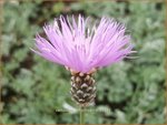Centaurea simplicicaulis | Korenbloem, Centaurie | Einfache Kissen-Flockenblume | Dwarf Evergreen Bachelor's Button