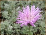 Centaurea simplicicaulis | Korenbloem, Centaurie | Einfache Kissen-Flockenblume | Dwarf Evergreen Bachelor's Button