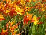 Crocosmia 'Fire Jumper' | Montbretia | Montbretie