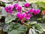 Cyclamen hederifolium 'Purple' | Napolitaanse cyclaam, Cyclaam, Alpenviooltje, Tuincyclaam | Herbst-Alpenveilchen
