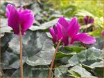 Cyclamen hederifolium 'Purple' | Napolitaanse cyclaam, Cyclaam, Alpenviooltje, Tuincyclaam | Herbst-Alpenveilchen