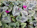 Cyclamen hederifolium 'Purple' | Napolitaanse cyclaam, Cyclaam, Alpenviooltje, Tuincyclaam | Herbst-Alpenveilchen