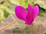 Cyclamen hederifolium 'Purple' | Napolitaanse cyclaam, Cyclaam, Alpenviooltje, Tuincyclaam | Herbst-Alpenveilchen