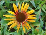 Echinacea purpurea 'Funky Yellow' | Rode Zonnehoed, Zonnehoed | Roter Sonnenhut