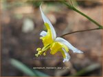 Epimedium 'Mandarin Star' | Elfenbloem | Elfenblume