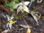 Epimedium 'Mandarin Star' | Elfenbloem | Elfenblume