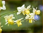 Epimedium versicolor 'Sulphureum' | Elfenbloem | Schwefelfarbige Elfenblume | Barrenwort