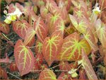 Epimedium versicolor 'Sulphureum' | Elfenbloem | Schwefelfarbige Elfenblume | Barrenwort