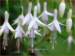 Fuchsia 'Hawkshead' | Bellenplant, Tuinfuchsia, Fuchsia | Fuchsie