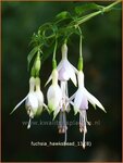 Fuchsia 'Hawkshead' | Bellenplant, Tuinfuchsia, Fuchsia | Fuchsie