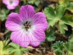 Geranium 'Jolly Jewel Pink' | Ooievaarsbek, Tuingeranium | Storchschnabel