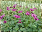 Geranium 'Jolly Jewel Purple' | Ooievaarsbek, Tuingeranium | Storchschnabel