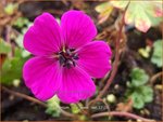Geranium 'Jolly Jewel Red' | Ooievaarsbek, Tuingeranium, Geranium | Storchschnabel | Cranesbill