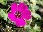 Geranium 'Jolly Jewel Red' | Ooievaarsbek, Tuingeranium, Geranium | Storchschnabel | Cranesbill