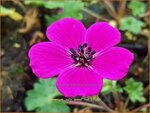 Geranium 'Jolly Jewel Red' | Ooievaarsbek, Tuingeranium, Geranium | Storchschnabel | Cranesbill