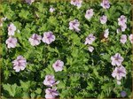 Geranium 'Joy' | Ooievaarsbek, Tuingeranium | Storchschnabel