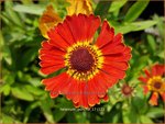 Helenium 'Poncho' | Zonnekruid | Sonnenbraut