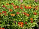 Helenium 'Poncho' | Zonnekruid | Sonnenbraut