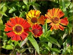 Helenium 'Poncho' | Zonnekruid | Sonnenbraut