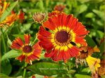 Helenium 'Poncho' | Zonnekruid | Sonnenbraut