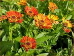 Helenium 'Poncho' | Zonnekruid | Sonnenbraut