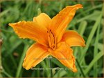 Hemerocallis 'Burning Daylight' | Daglelie | Taglilie