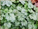 Heuchera 'Peppermint Spice' | Purperklokje | Purpurgl&ouml;ckchen | Coral Bells