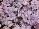 Heuchera 'Red Pearls' | Purperklokje | Purpurgl&ouml;ckchen