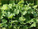 Heuchera villosa var. macrorrhiza | Purperklokje | Samthaariges Silbergl&ouml;ckchen