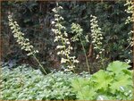 Heuchera villosa var. macrorrhiza | Purperklokje | Samthaariges Silbergl&ouml;ckchen