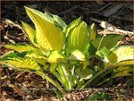 Hosta 'Orange Marmalade' | Hosta, Hartlelie, Funkia | Funkie