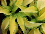 Hosta 'Orange Marmalade' | Hosta, Hartlelie, Funkia | Funkie
